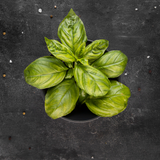 Fresh Egyptian-grown microgreen basil from Tulima Farms, aromatic greens with intense flavor