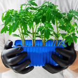  Vibrant Egyptian-grown microgreen mix from Tulima Farms, featuring fresh nutrient-packed greens