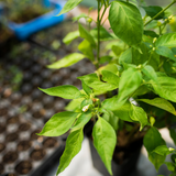Fresh Egyptian-grown oregano from Tulima Farms, perfect for Mediterranean cooking and herbal teas