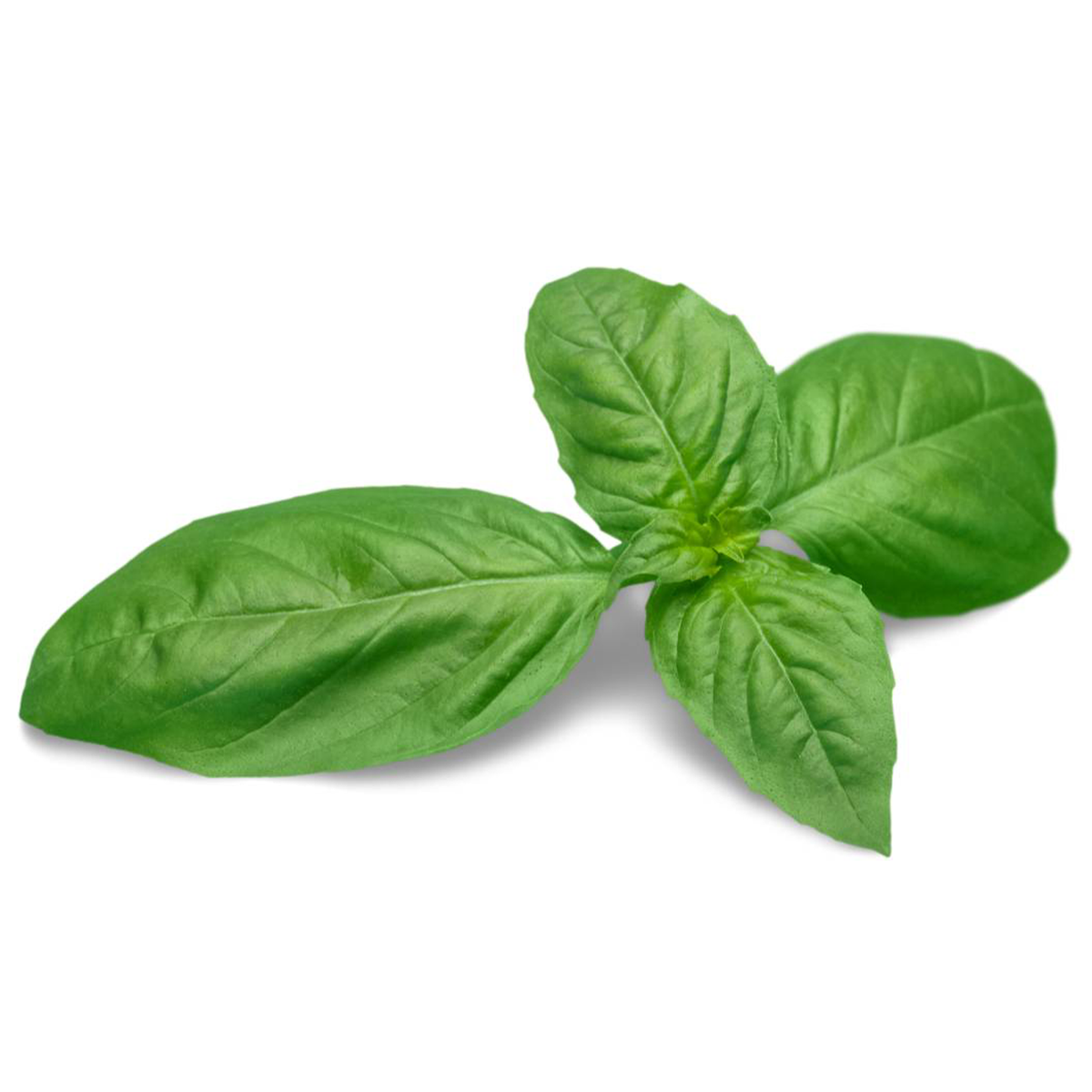 A fresh bunch of Genovese Basil with large, green leaves from Tulima Farms, Egypt, grown without pesticides.