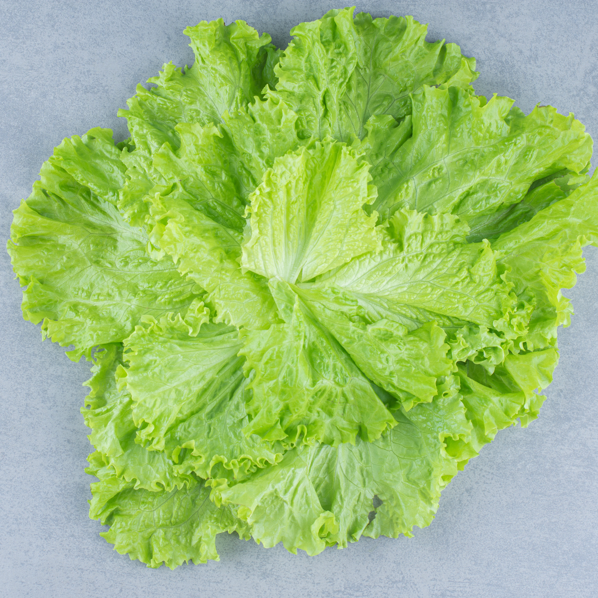 Fresh, compact heads of Green Little Gem lettuce from Tulima Farms, Egypt, grown without pesticides.