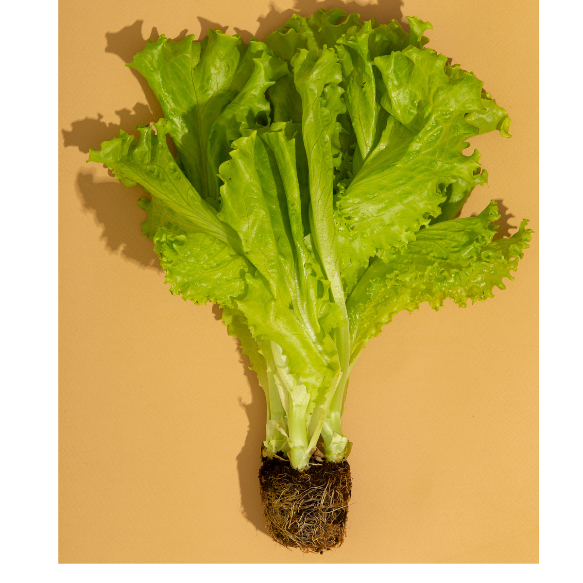 Fresh Lollo Bionda lettuce from Tulima Farms, Egypt, showing its beautiful, frilly green leaves grown without pesticides.