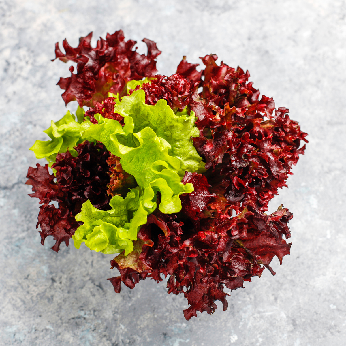 Fresh Lollo Rosso lettuce from Tulima Farms, Egypt, showing vibrant red-edged, frilly leaves grown without pesticides.