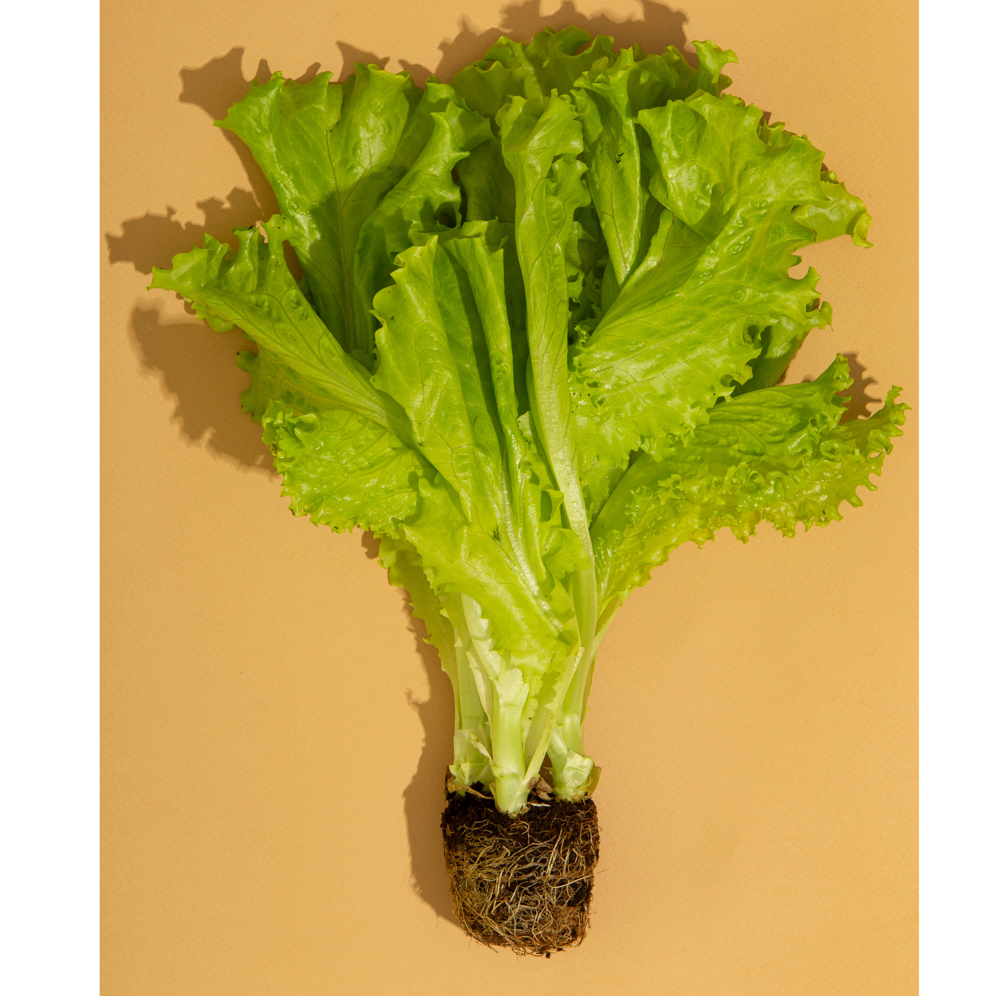 Fresh Oakleaf Green lettuce from Tulima Farms Egypt with tender lobed leaves grown without pesticides