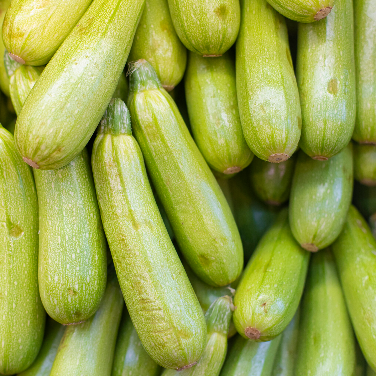 Zucchini