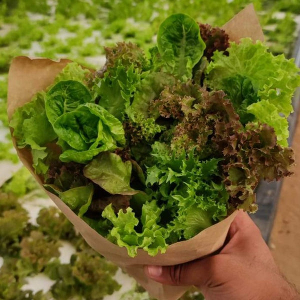 Mix of lettuce leaves organic