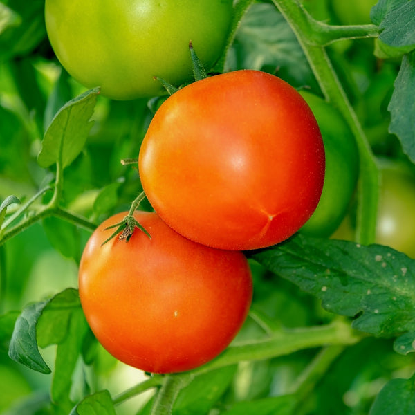 Tomatoes organic