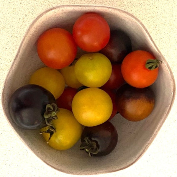 Cherry tomatoes aquaponic